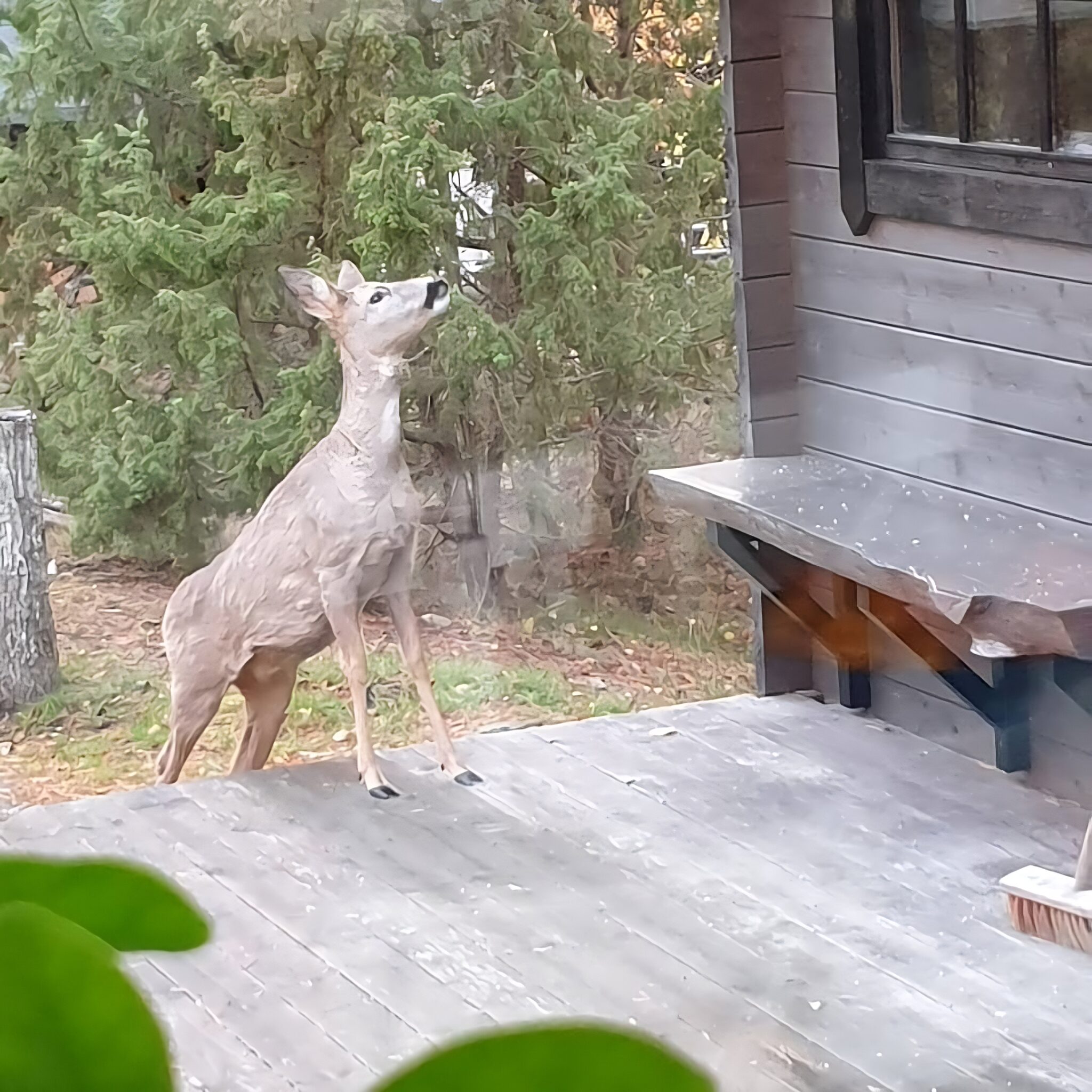 Photo of deer entering a home garden in search of food.