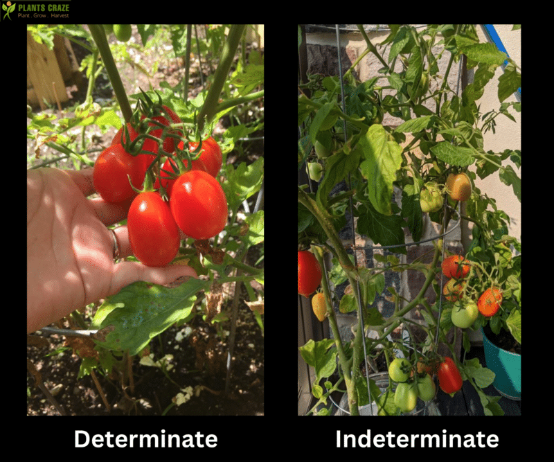 Are Roma Tomatoes Determinate Or Indeterminate? [Truth Revealed]