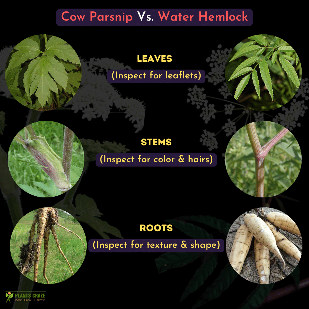 Image illustrates the difference between Cow Parsnip and Water Hemlock