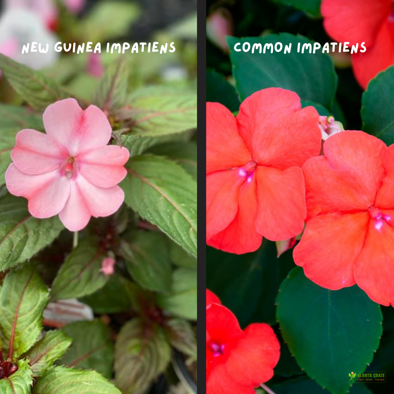 Do Deer Eat New Guinea Impatiens? [Is it Tasty to Them?]