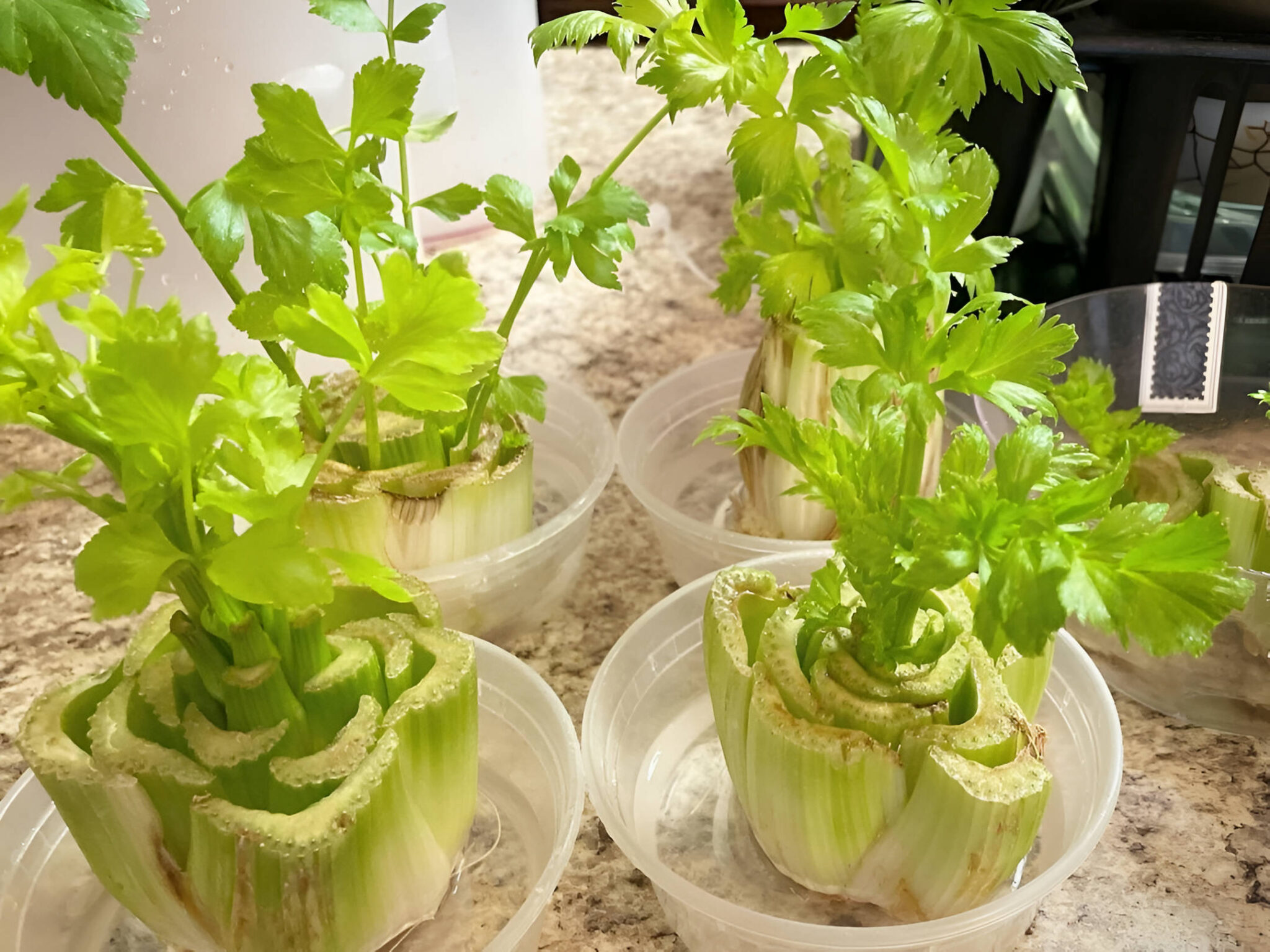 How to Regrow Celery In Water A StepbyStep Guide