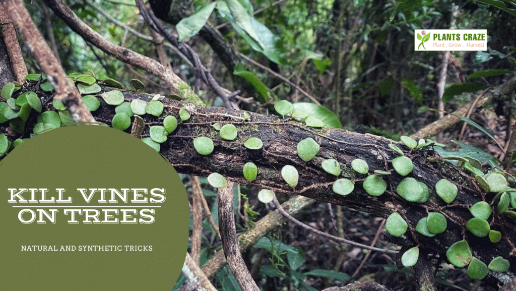 How To Kill Vines On Trees? [Easy Guide]