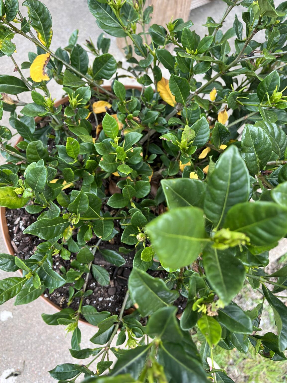 5 Reasons Behind Gardenia Plant Leaves Turning Yellow