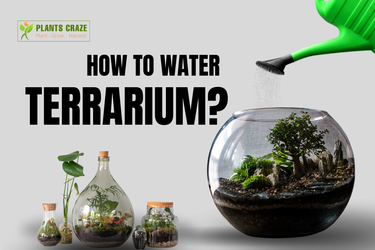 How To Water Terrarium? [The Art of Terrarium Care]