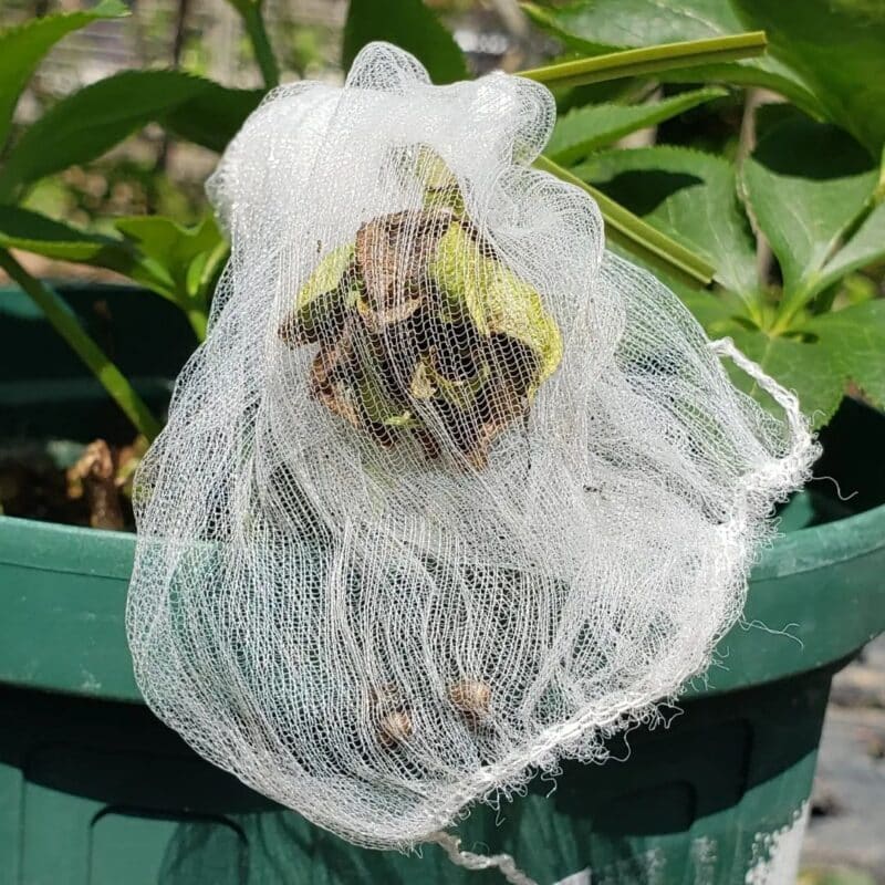 Do Hellebores Spread? [Gardening Ideas]