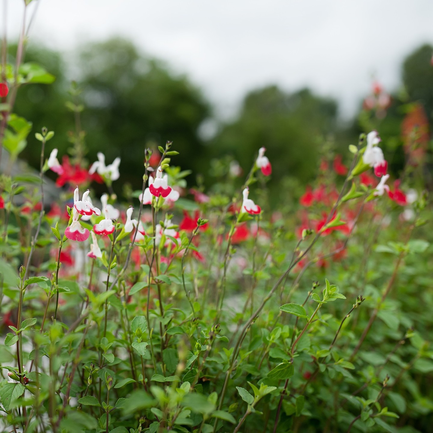 Hot lips salvias plants