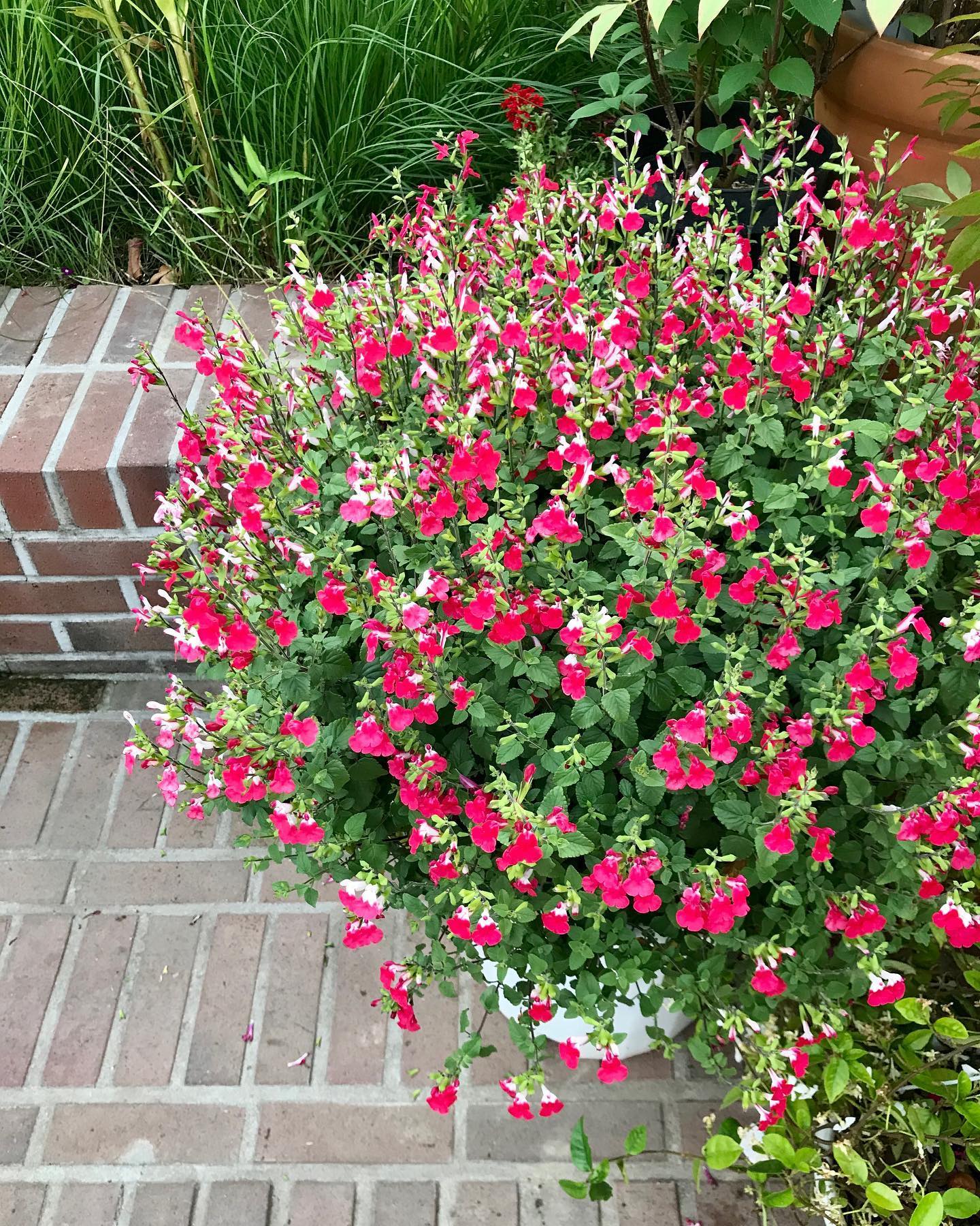 A Hot Lips Salvia in a pot in a patio. 