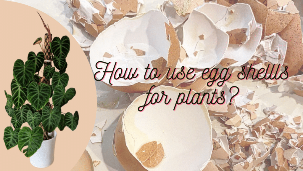 Can you Use Egg Shells for Plants [Easy Guide]