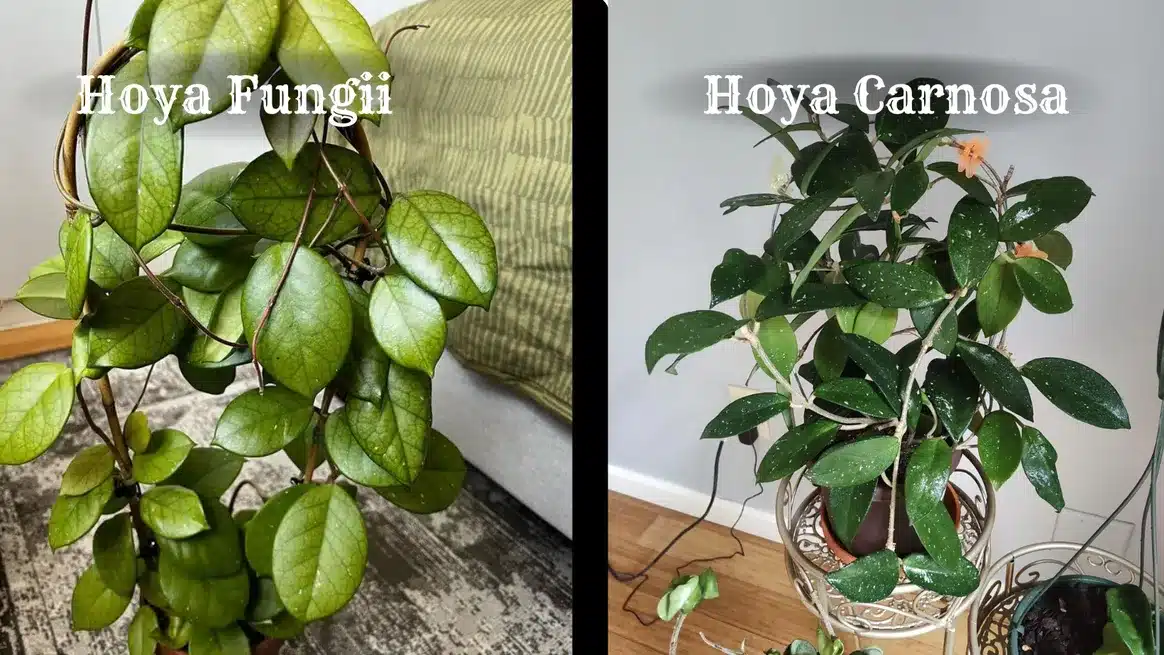 A comparison between Hoya fungii and Hoya carnosa