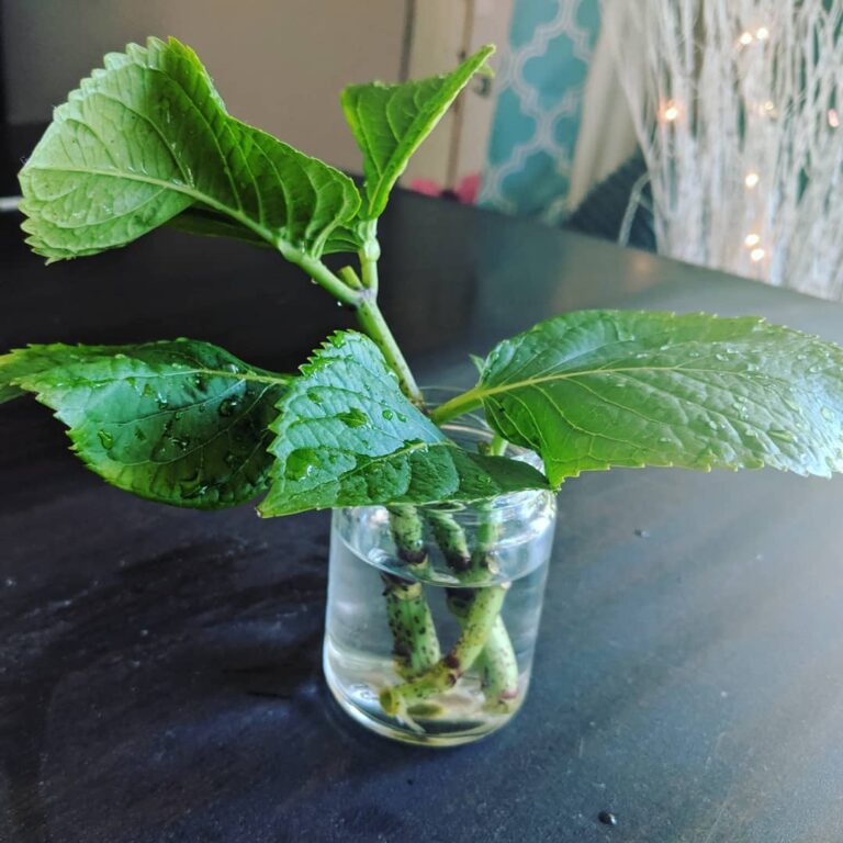 How To Propagate Hydrangea In Water: A Step-by-Step Guide