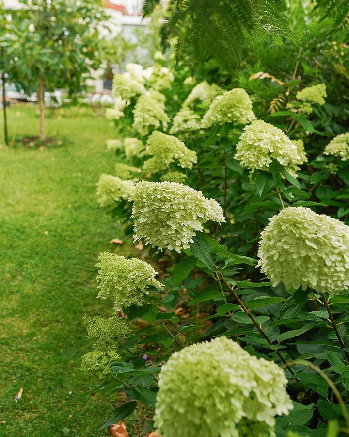 The cream bloom of Limelight Hydrangea is growing in a yard