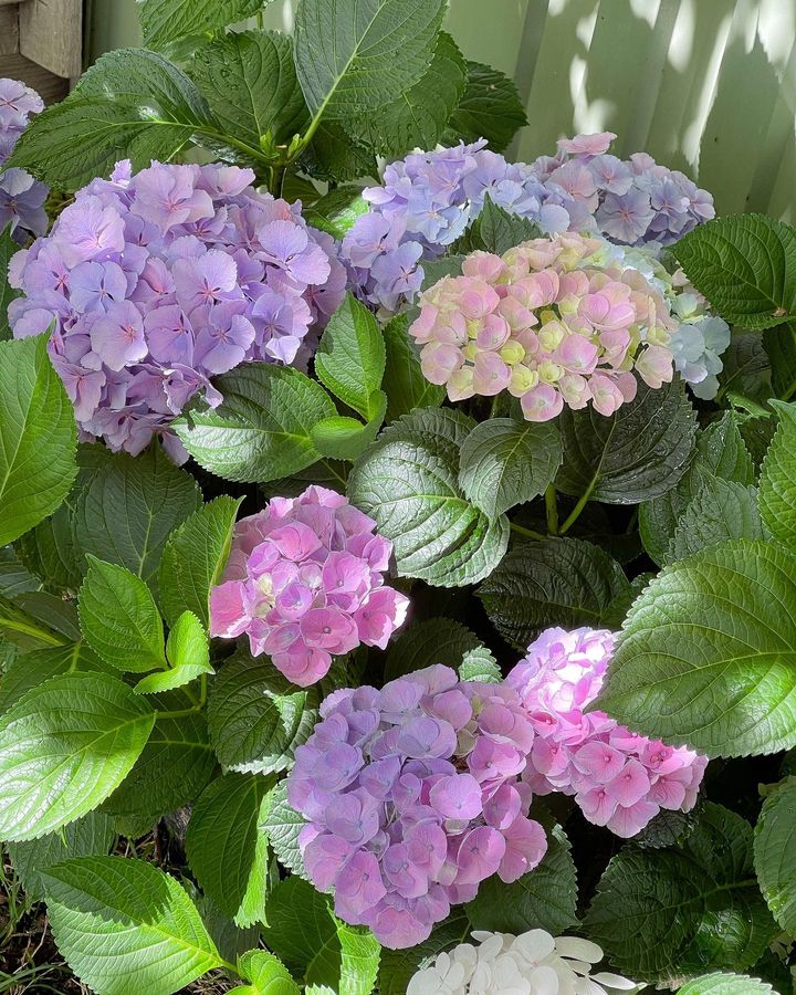 A bunch of Hydrangea flowers in the a bush.