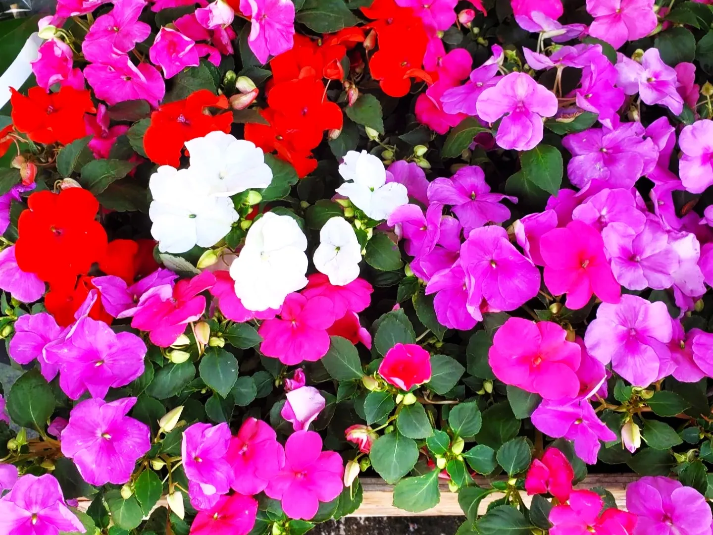 Are Impatiens Edible? [With 3 Best Recipes You Can Make]