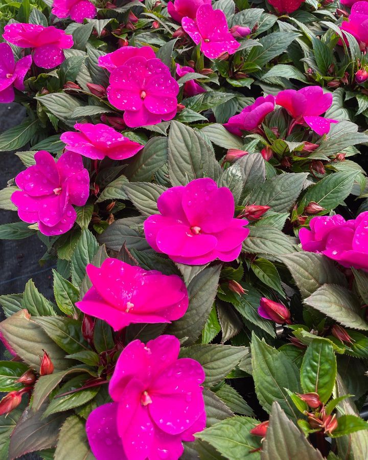 Impatiens New Guinea in group