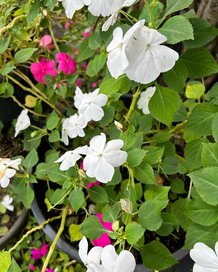 White and pink Impatiens blooming