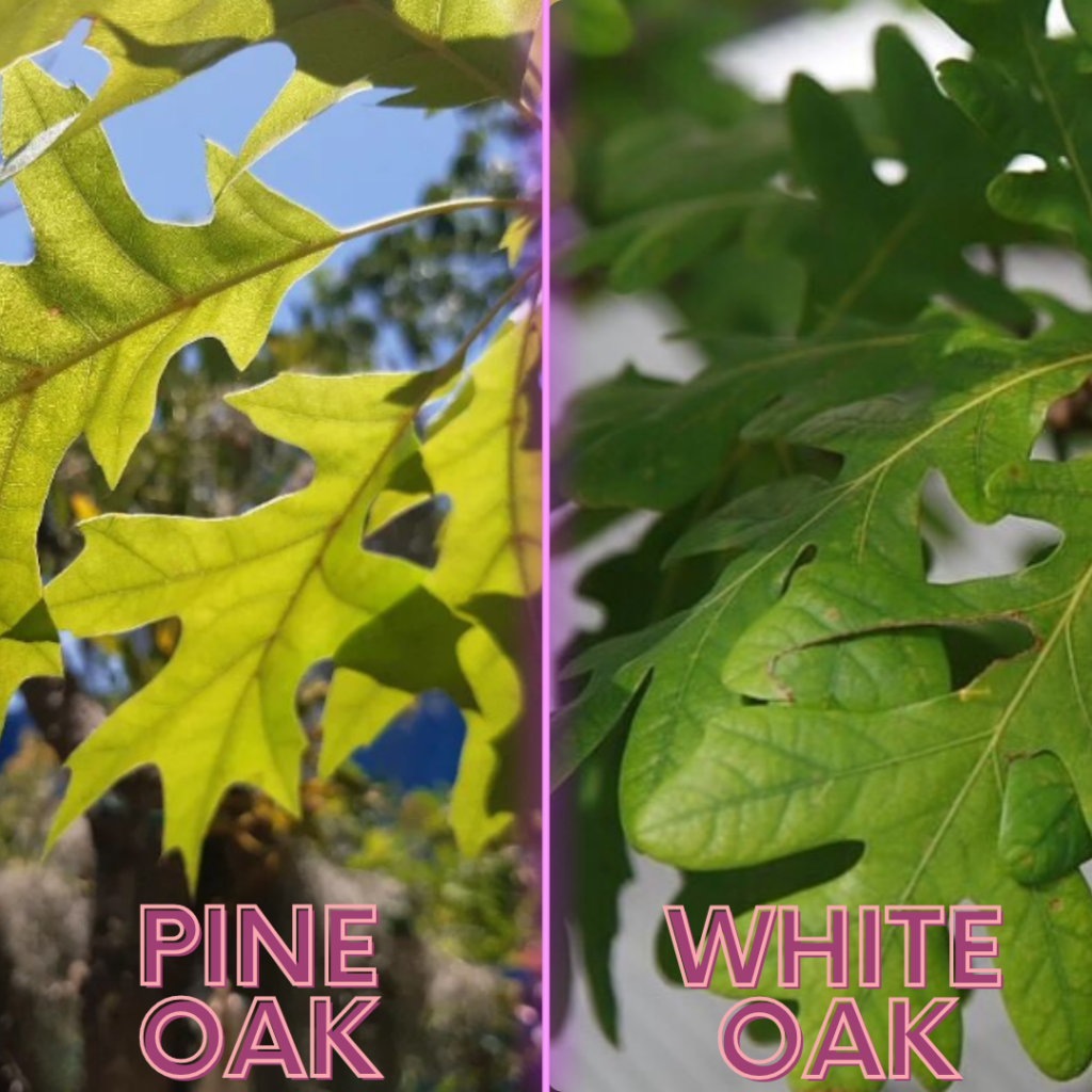Pine Oak vs White Oak Exploring the Key Differences