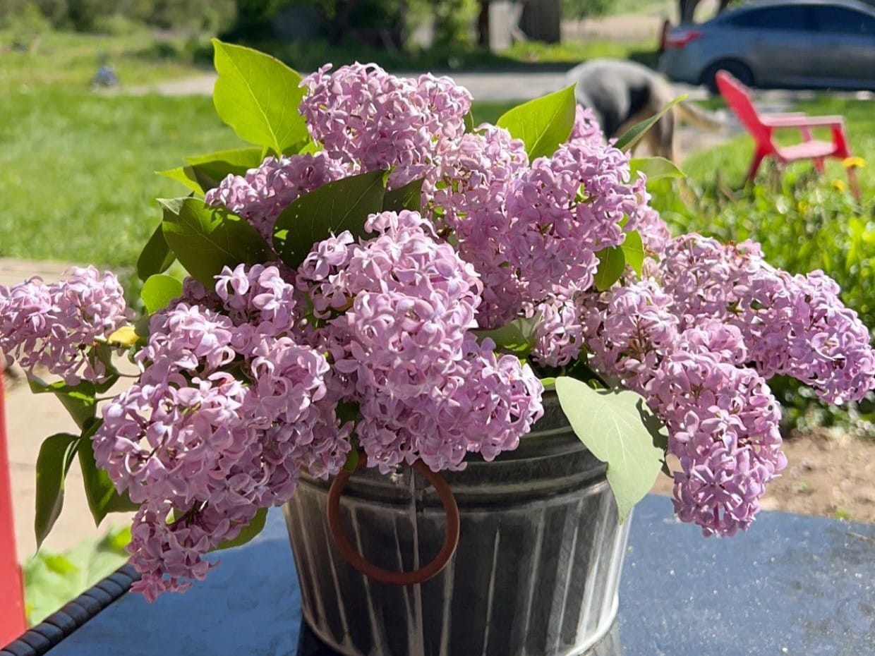 Simple Steps To Propagating Lilacs From Shoots [Best Guide]