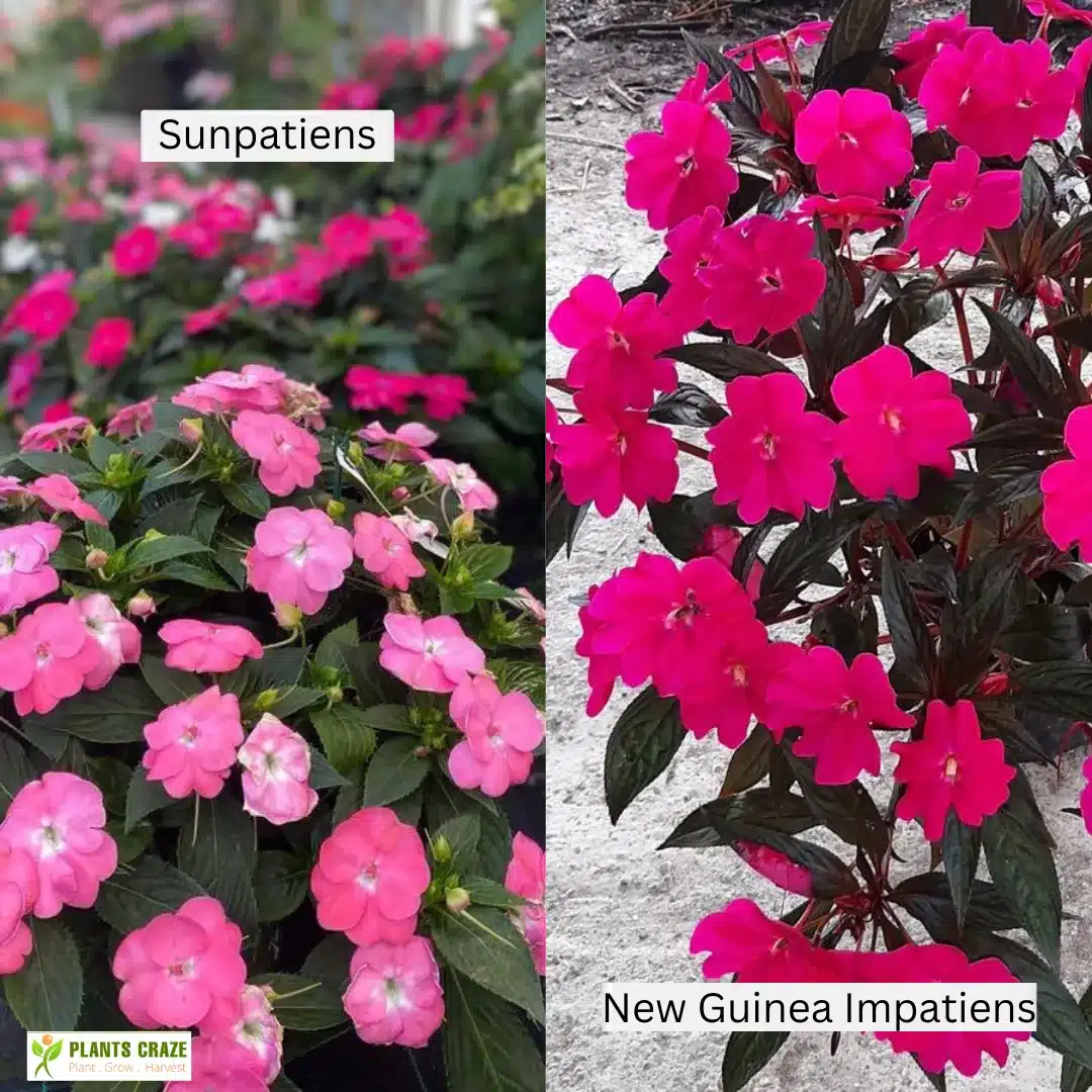 The flower of Sunpatiens and New Guinea Impatiens in a collage