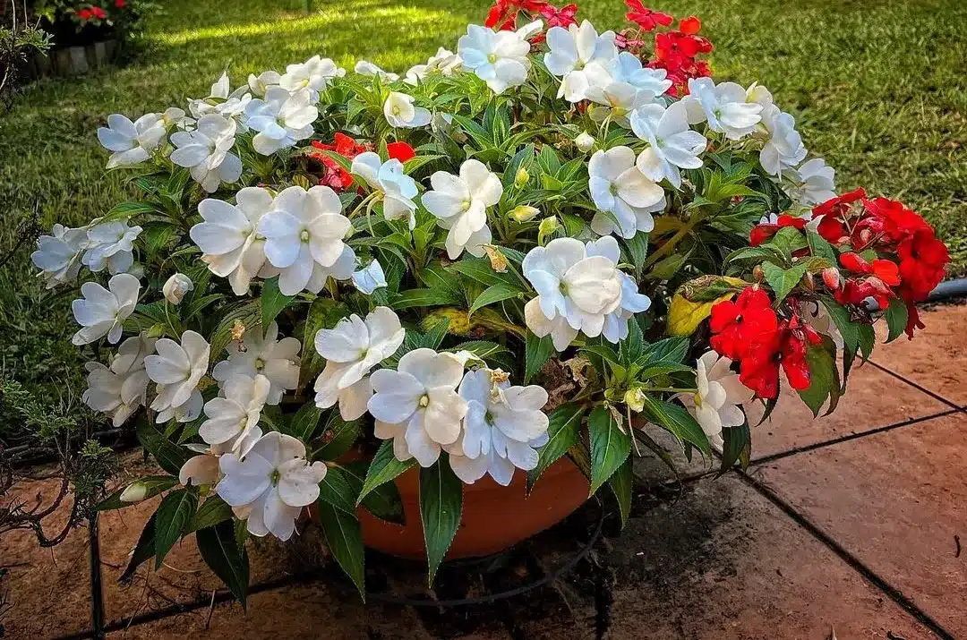 Are New Guinea Impatiens Perennials? [Fixing The Query]