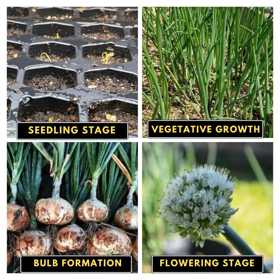 Four different stage of onion.