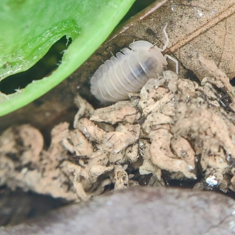 Are Pill Bugs Consumers