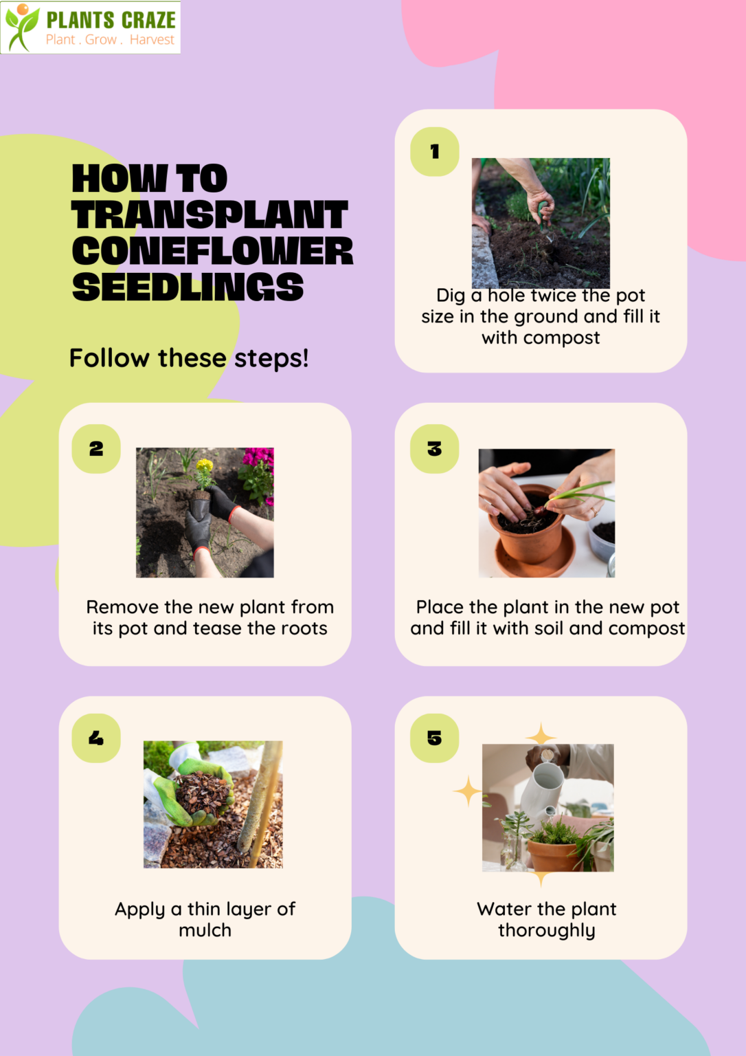 When To Plant Coneflowers? [Scheduling Guide]