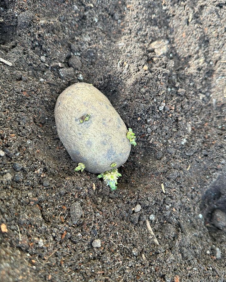 A potato is lying on the ground