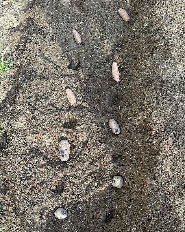 Potatoes are placed at a certain distance to plant them