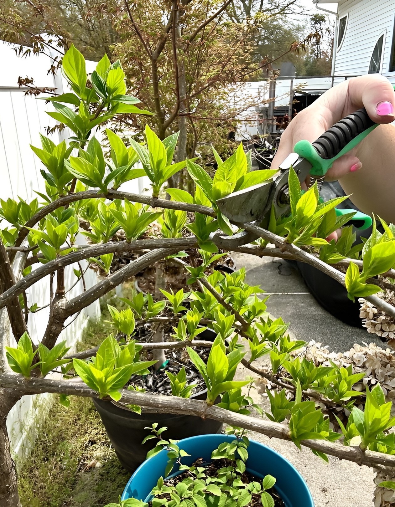 A person is holding on a pruner and is trying to cut the branch of a Hydrangea.