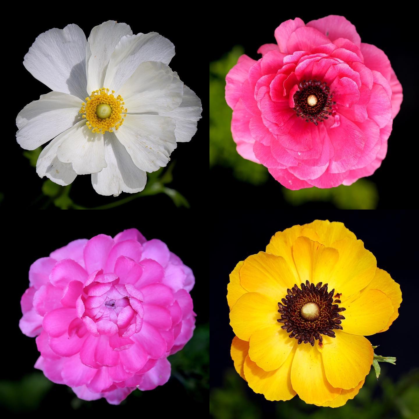 Portrait if four different varieties of Ranunculus flowers.