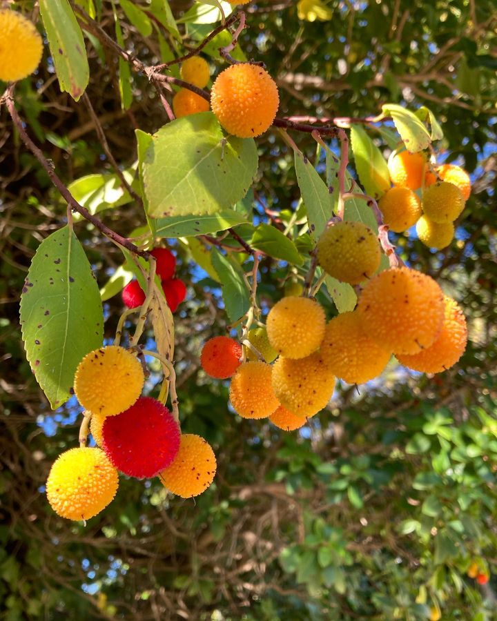 A bunch of orange and red fruits of Strawberry Tree.