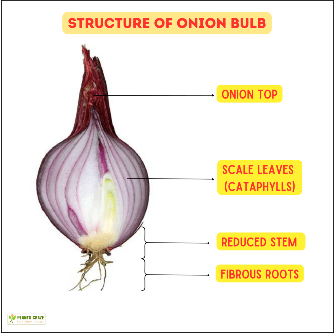 What Part of The Plant Is Onion? [Confusion Solved!]