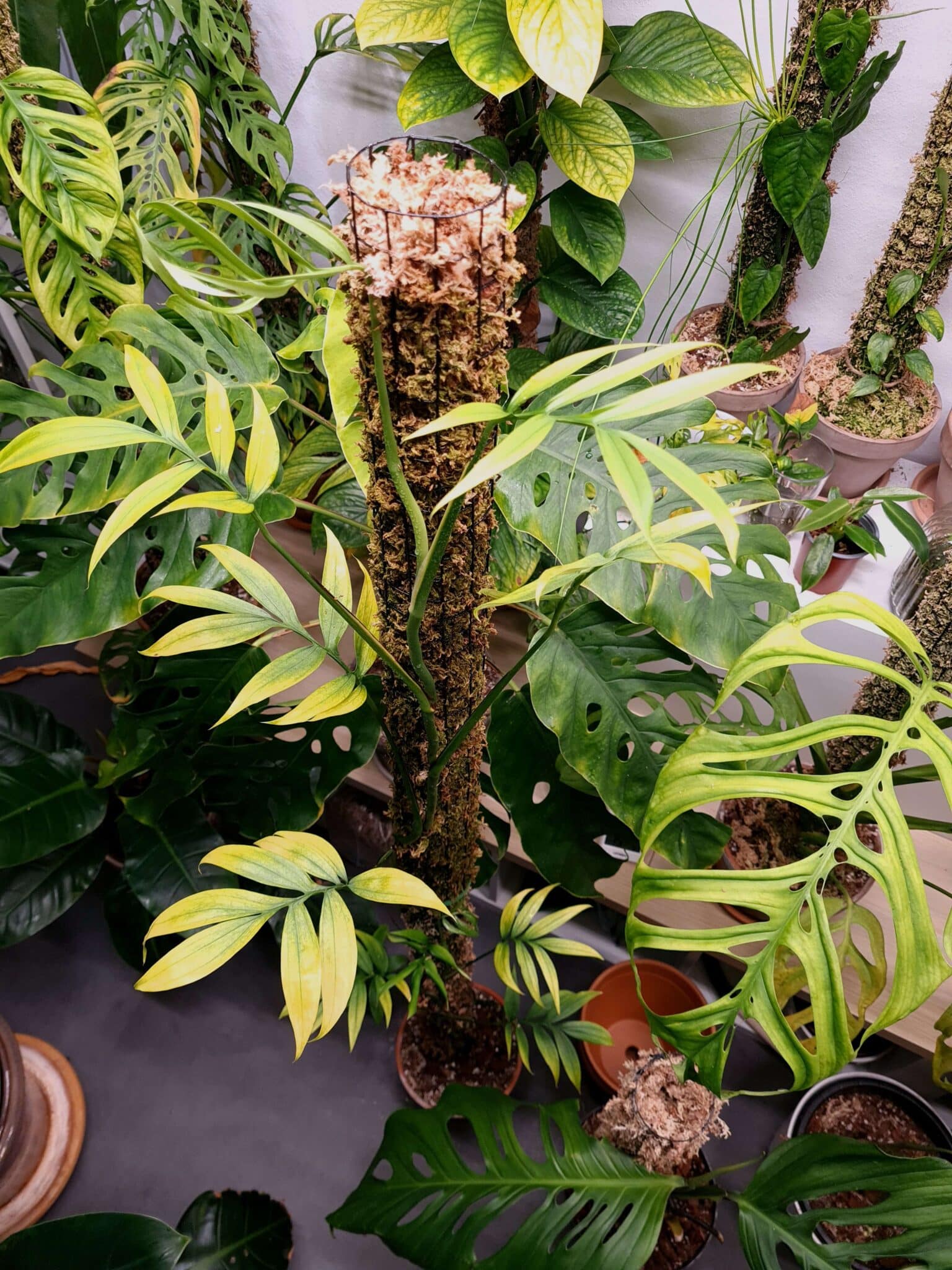 5 Ways You Can Care For Monstera Subpinnata [Updated 2023]