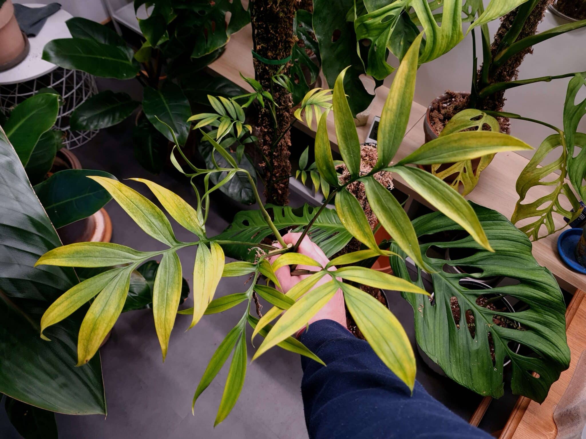 5 Ways You Can Care For Monstera Subpinnata [Updated 2023]
