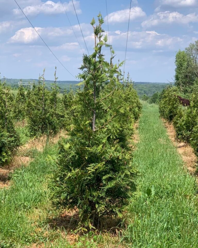 Thuja Green Giant Growth Rate Understand And How To Promote