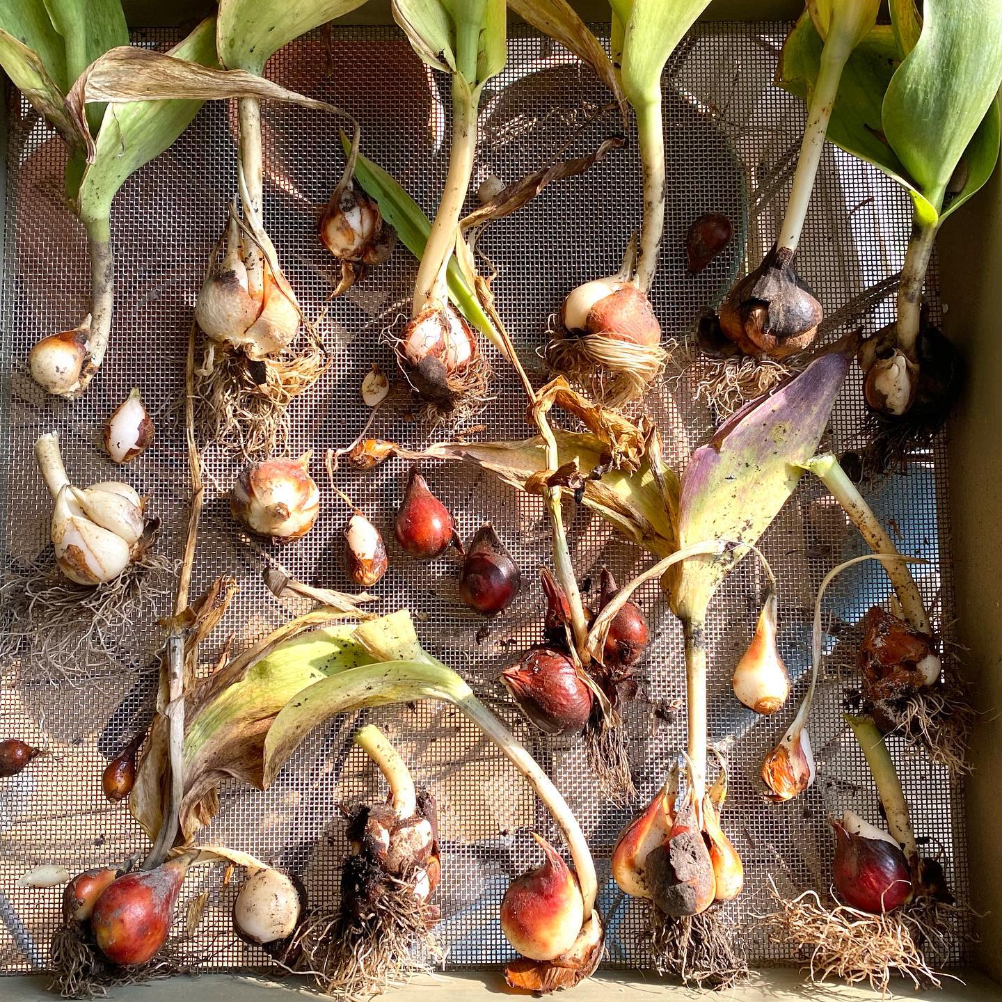 Several Tulip Bulbs