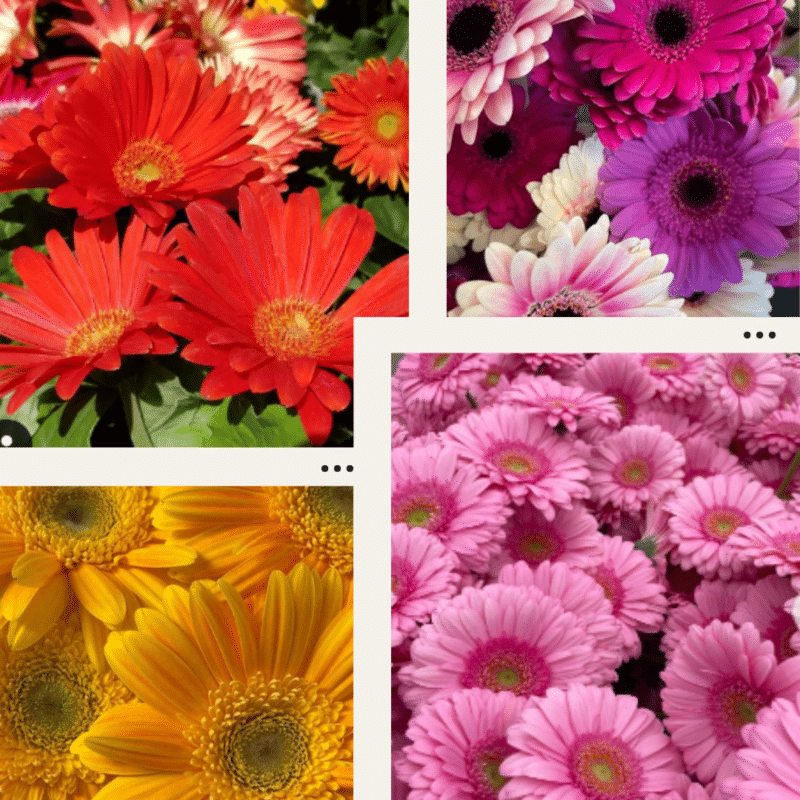 Gerbera Daisy Meaning & Symbolism [Complete Guide]