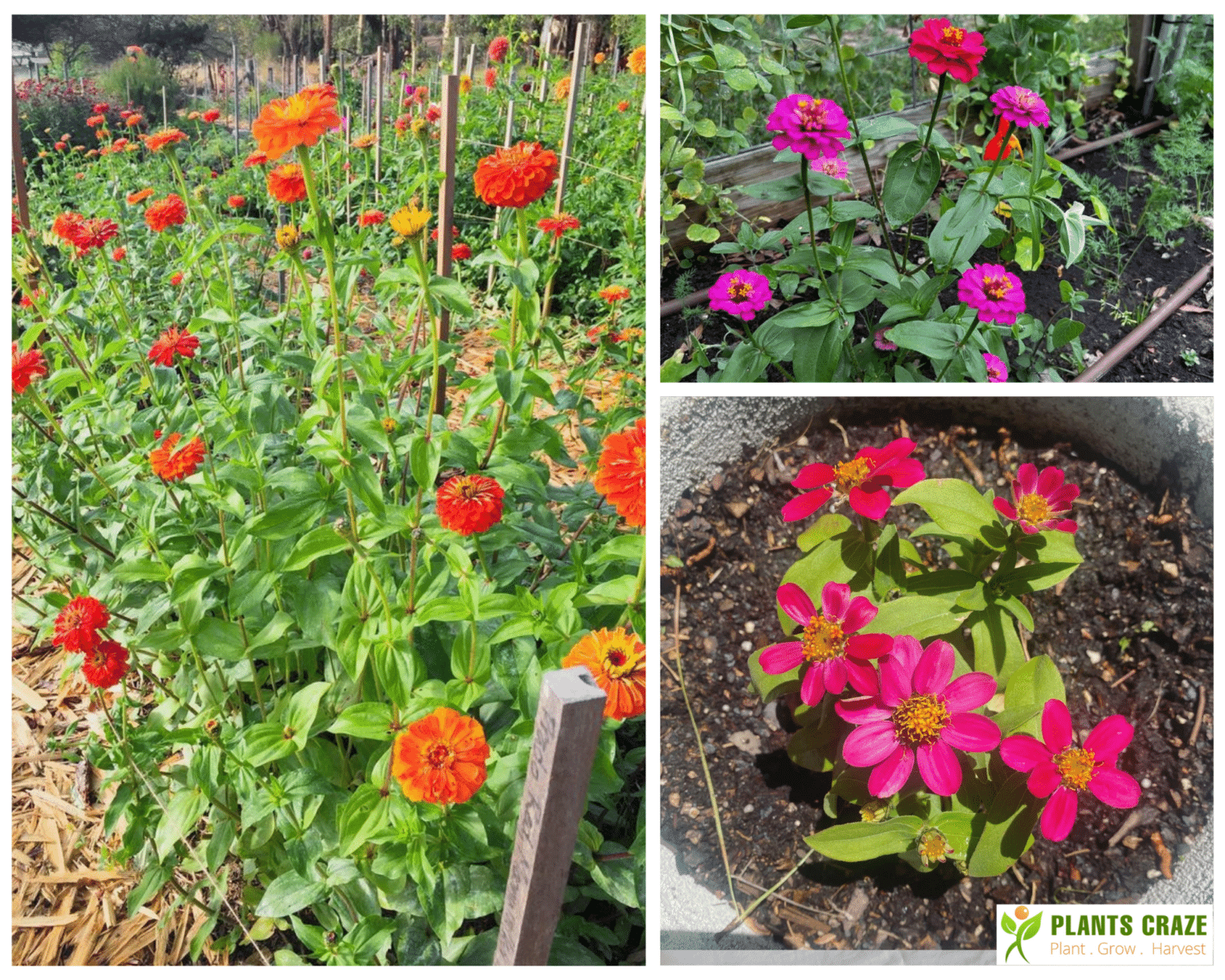 How Tall Do Zinnias Grow? [With Factors Affecting the Size]