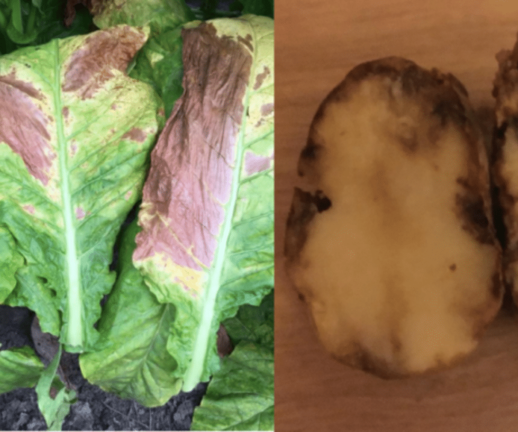 Potato Plants Turning Yellow [9+ Reasons and Their Solutions]