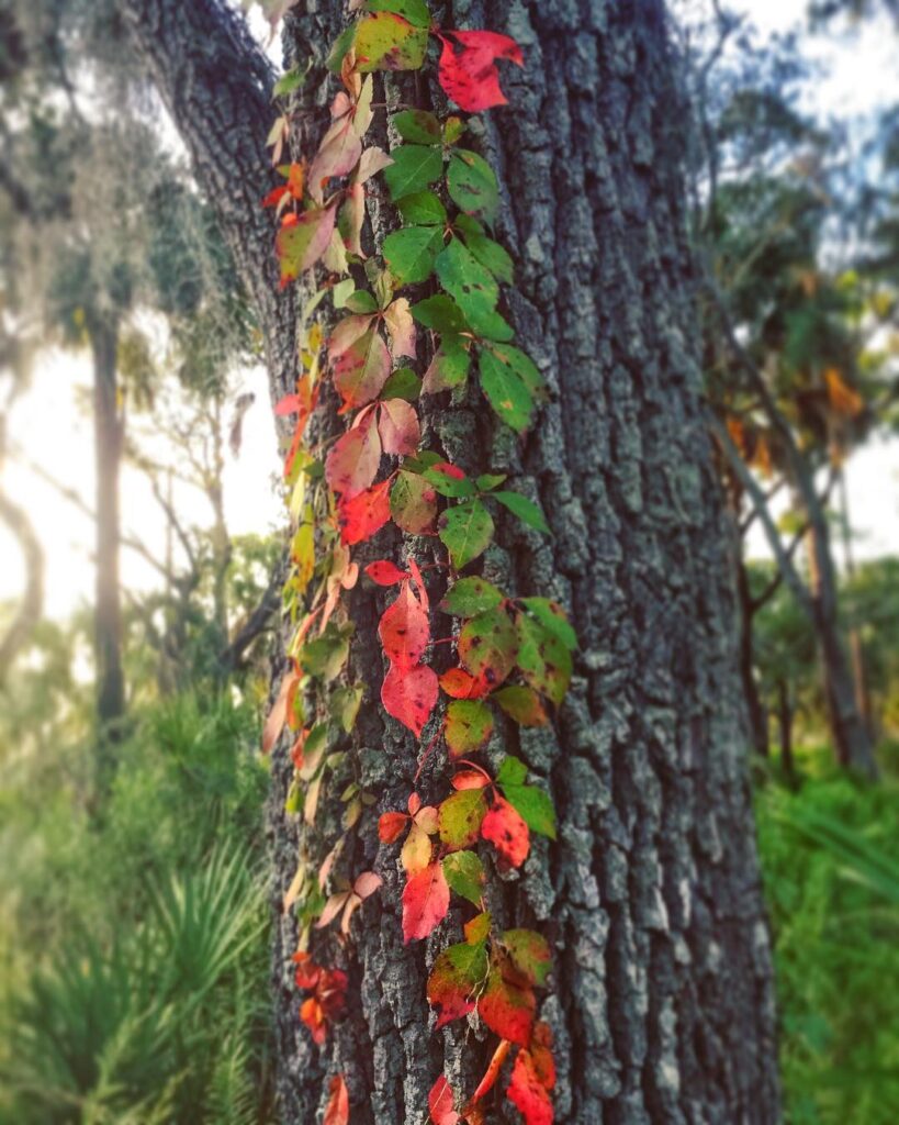 How To Kill Vines On Trees? [Easy Guide]