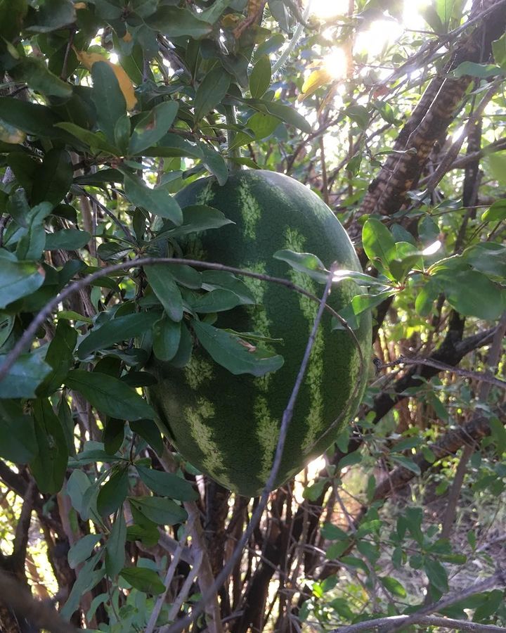 Watermelon hanging on a tree