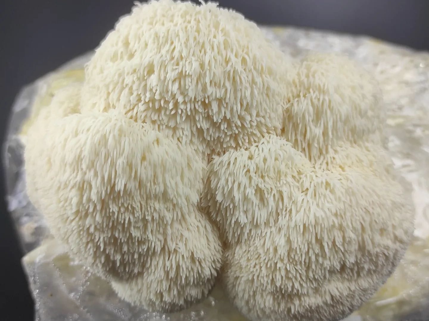 White Lions Mane 