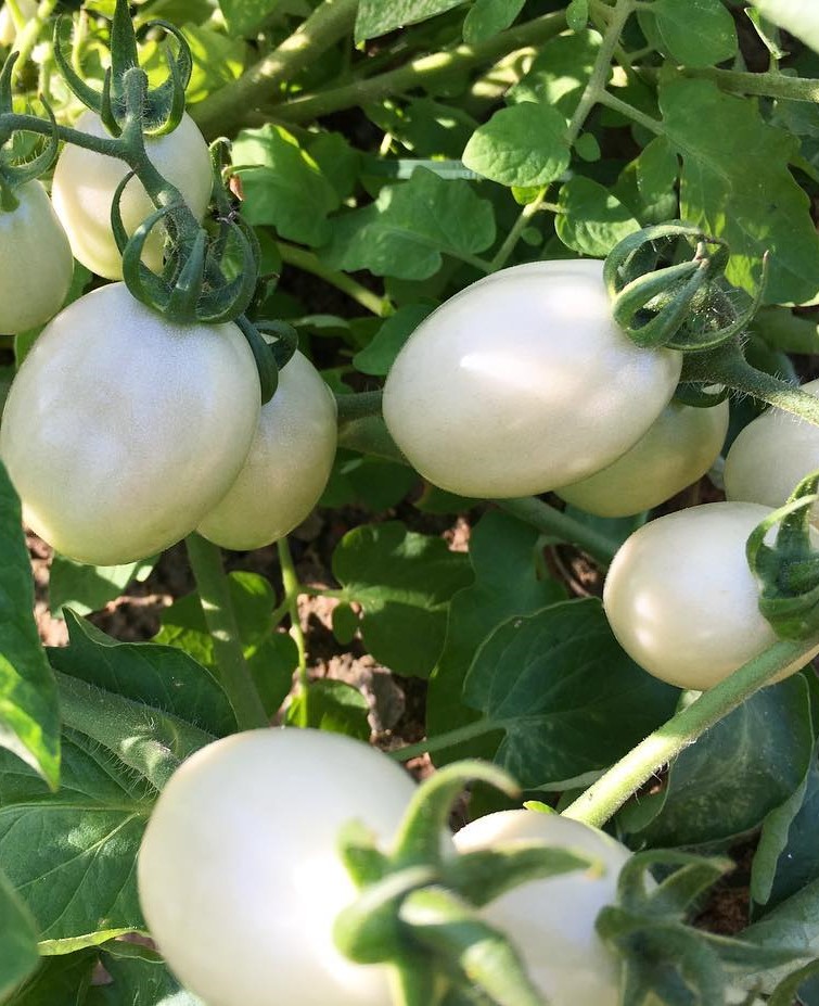 White tomatoes on the vine