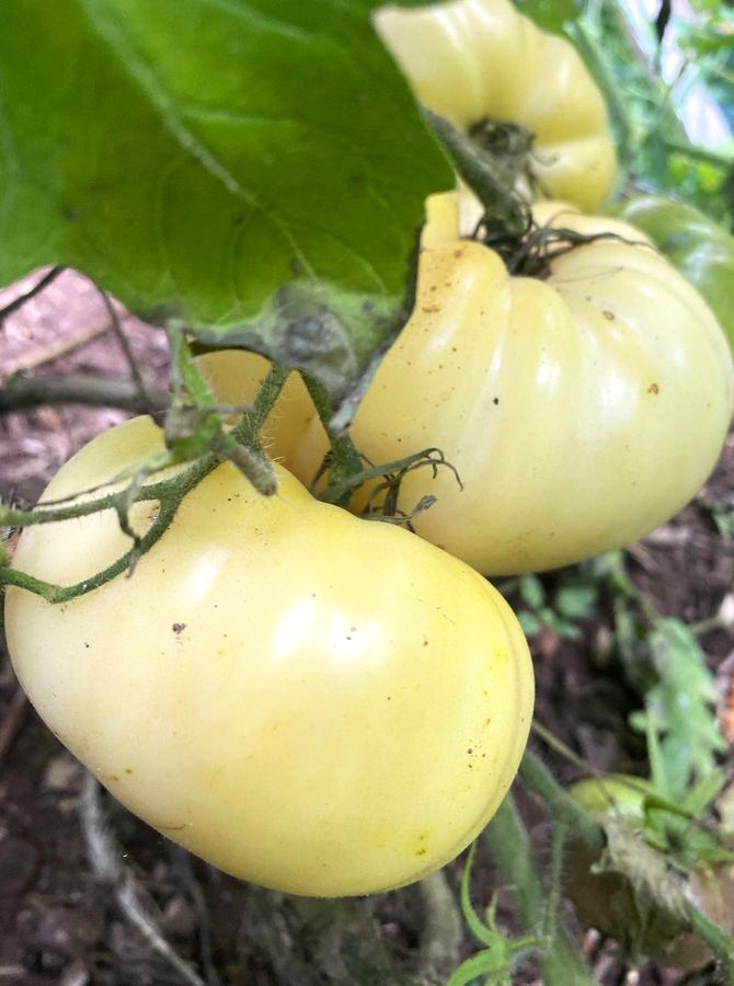 White Tomatoes are hanging by the vine