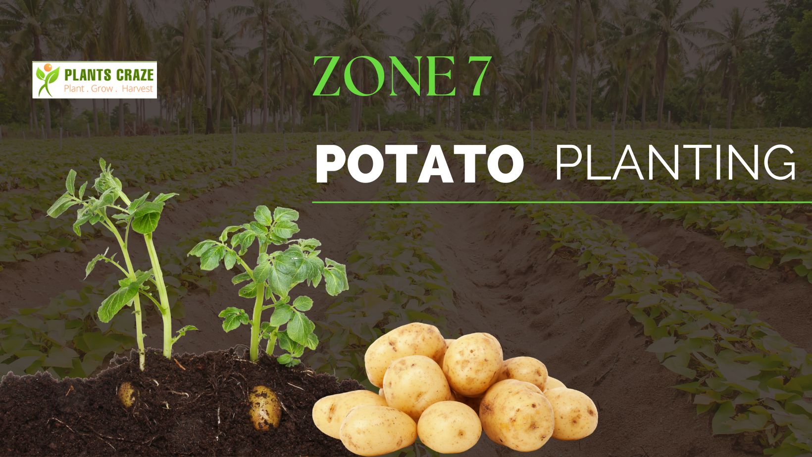 when-to-plant-potatoes-in-zone-7-secrets-to-growing-potato