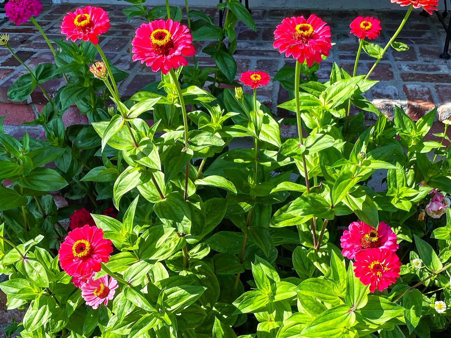 How Tall Do Zinnias Grow With Factors Affecting The Size   Zinnias 1 