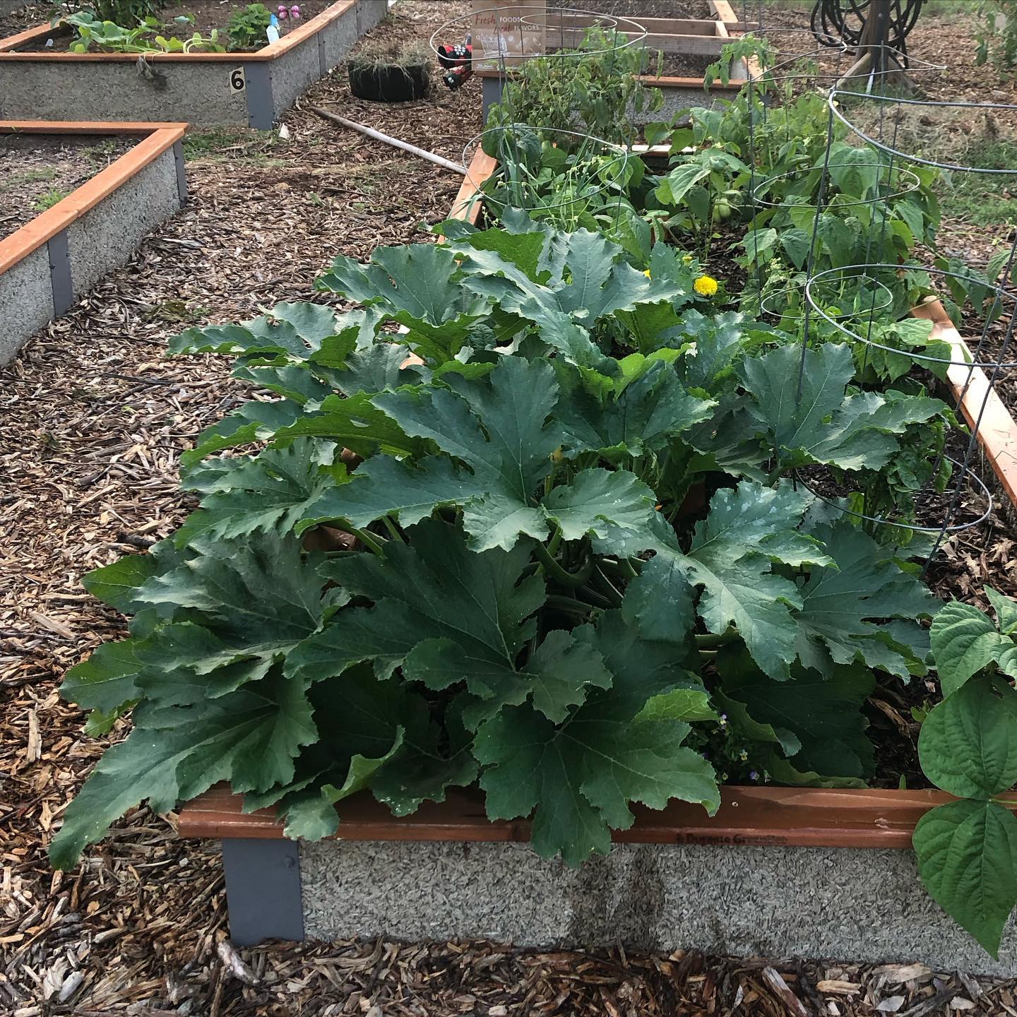 is-zucchini-a-nightshade-should-you-avoid-it