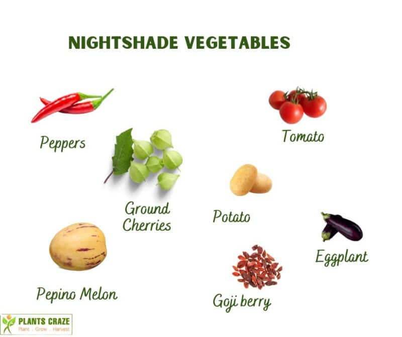 is-zucchini-a-nightshade-should-you-avoid-it