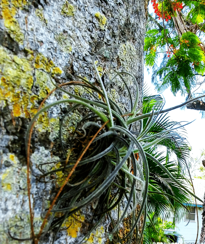 How To Remove Air Plants From Trees [Easy Guide]