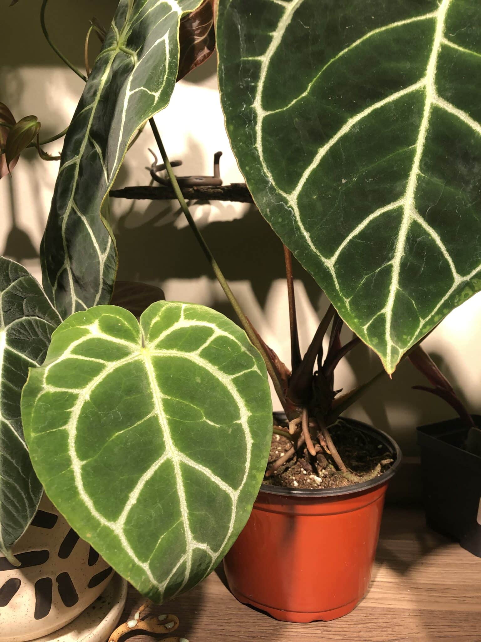 A Complete Guide to Grow and Care Anthurium Crystallinum